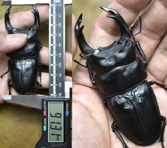 Dorcus黒王マツノ久留米　黒王人気のK19-88.1直子♂８５．５ｍｍ×♀５５ｍｍ（同腹）新成虫Pr　重量感ある極上個体です。 Dorcus黒王マツノ久留米 黒王人気のK19-88.1直子♂８５．５ｍｍ×