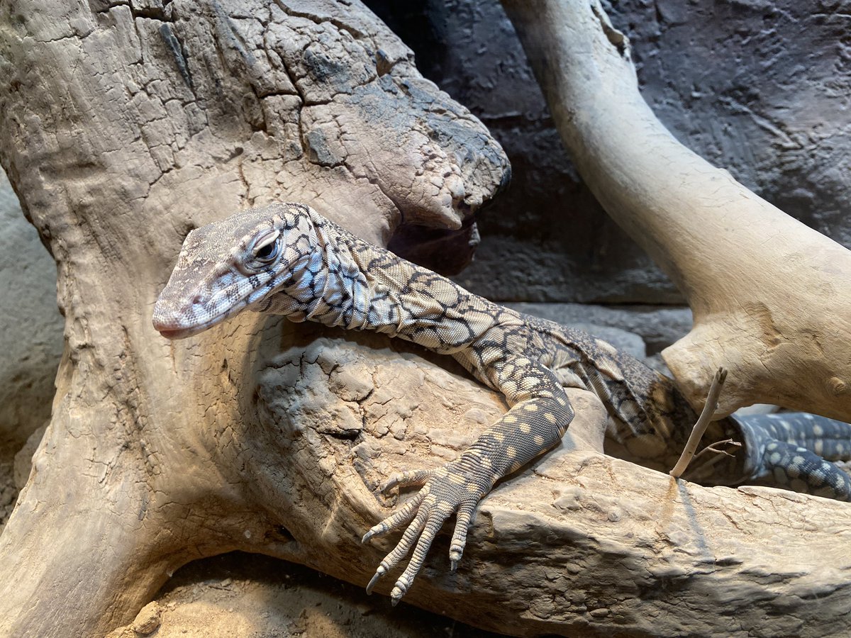 PaleoMoTTU's tweet photo. Wandered into the Desert Dome at the @OmahaZoo 

@arisimpacts #impacts24 #ARIS @NSF @TexasTech @MuseumofTTU https://t.co/STSRCl0m5G