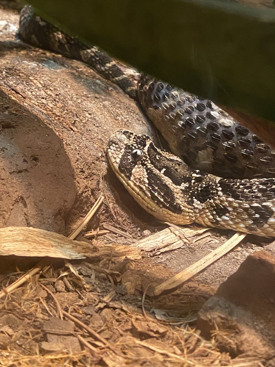 PaleoMoTTU's tweet photo. Wandered into the Desert Dome at the @OmahaZoo 

@arisimpacts #impacts24 #ARIS @NSF @TexasTech @MuseumofTTU https://t.co/STSRCl0m5G