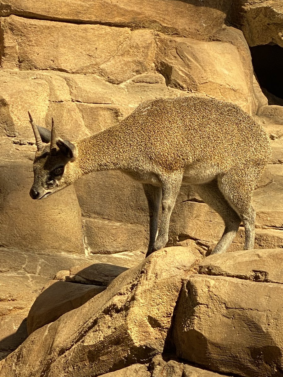 PaleoMoTTU's tweet photo. Wandered into the Desert Dome at the @OmahaZoo 

@arisimpacts #impacts24 #ARIS @NSF @TexasTech @MuseumofTTU https://t.co/STSRCl0m5G