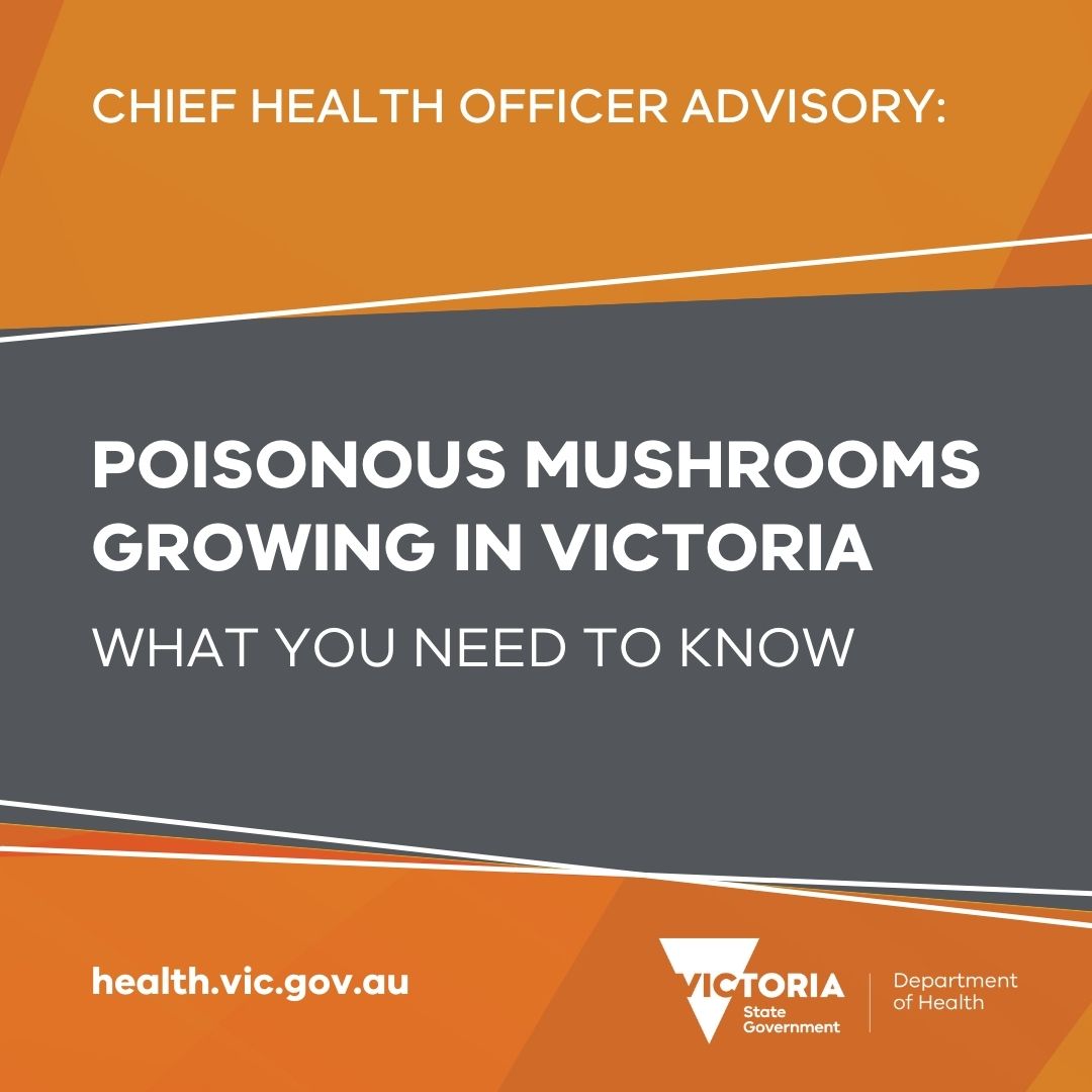 Poisonous mushrooms emerge in Victoria during Autumn. Cooking, peeling and drying these mushrooms does not remove the poison, whilst consuming a death cap variety may result in death. Remove any mushrooms growing in home gardens, and learn more here: go.vic.gov.au/4cNxKdt