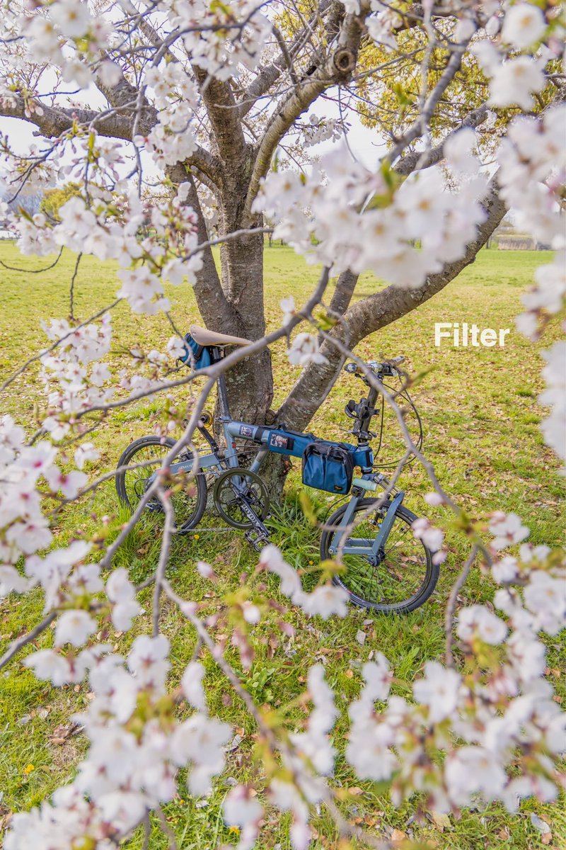 nyoro19's tweet photo. 桜🌸
近くの公園も一気に咲きました。
早朝にツールポーチにオヤツを詰め込んでお花見ライドです。
休み明けがまた雨予報ですので散ってしまうかもしれませんね、。
明日明後日にお花見行ってください。
#framecover
#toolpouch
#bd1
#BIRDY
#Filterweb
#Filter https://t.co/RnFwDYftRc