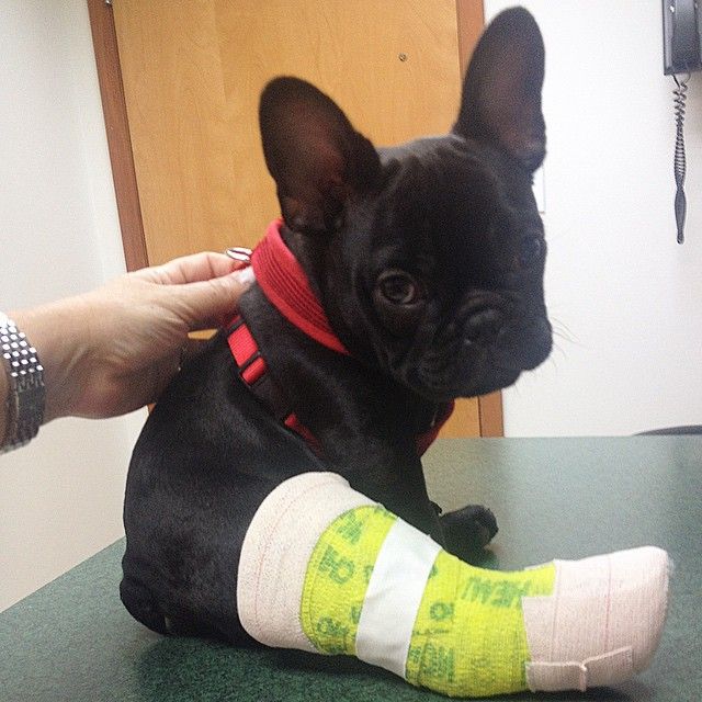 DogLovers03's tweet image. Don't pass by without sending him prayers 🙏🏻❤️