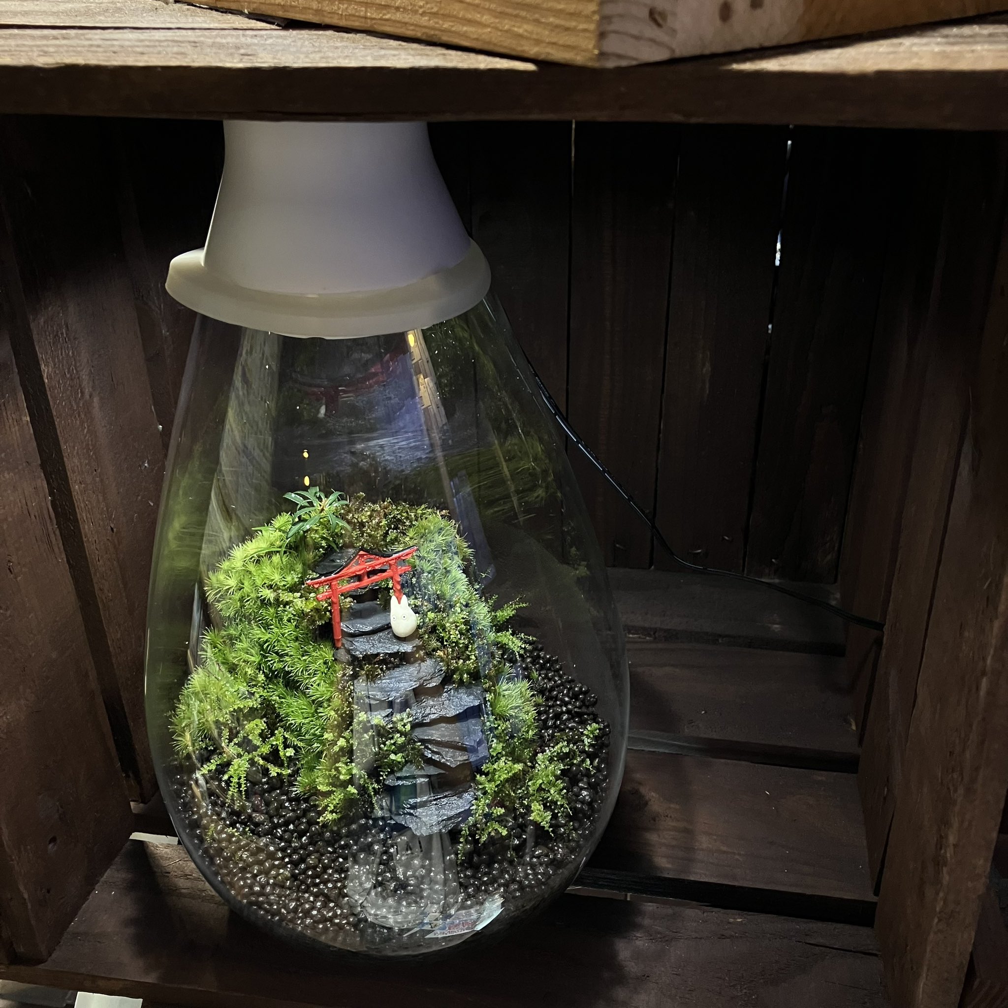 アクアテイラーズ 東大阪本店【公式】 on X: "植物育成に特化したライトセットのガラス容器、Mosslight✨✨  5段階の光量調節が可能で乾燥が苦手なコケ育成にオススメです！！🙌🙌 作成依頼やそのままお持ち帰りいただける作品もございます！😊😊  https://t.co/LyOxOKf1wH" / X