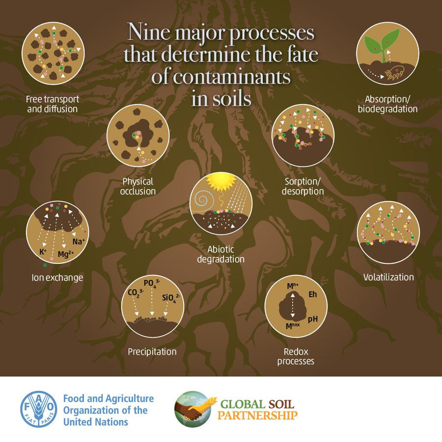 UNBiodiversity's tweet photo. #SoilPollution affects

🍎the food we eat 
💨the air we breath 
💦 the water we drink 

Learn about the 9 processes that govern contaminants in #Soils 👇🏿👇🏿👇🏿 via @FAOLandWater

Check out the Global Assessment of Soil Pollution for more: https://t.co/Nl24H2VicE

#SoilHealth https://t.co/f8cGmcnGrp