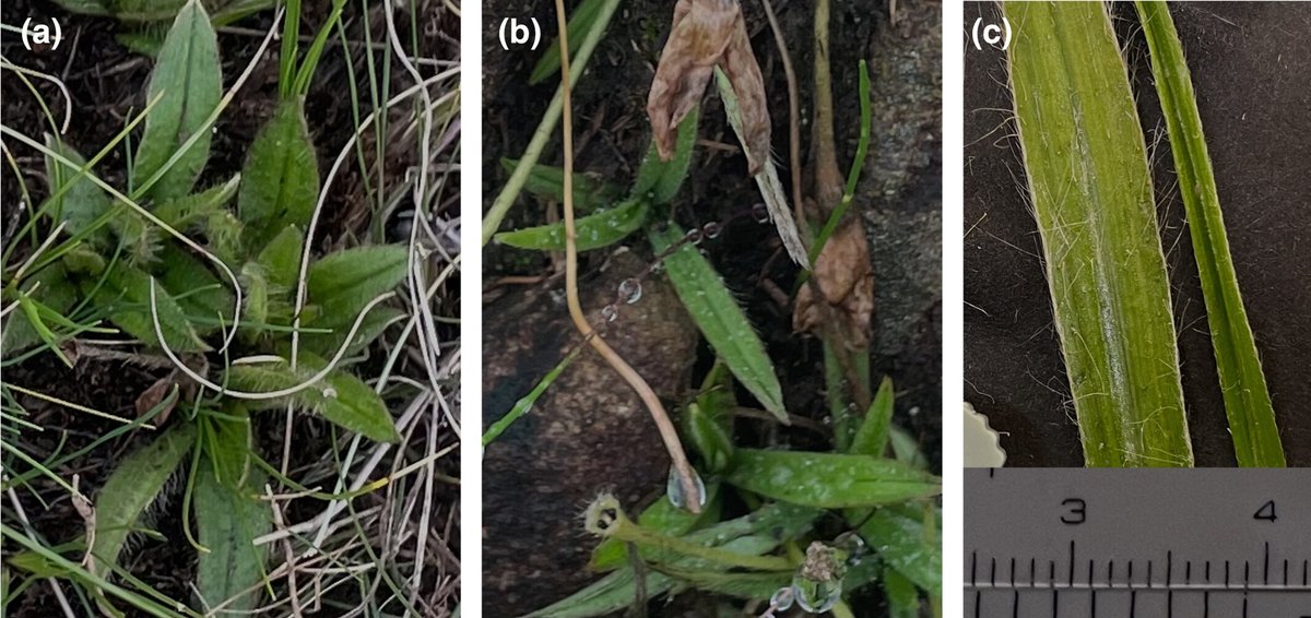 A new study in #AustralEcology gives new insights into how environmental factors influence ploidy levels in a Drakensberg near-endemic taxon; and the intricate relationship between soil properties, temperature, and plant traits. @EcolSocAus @WileyEcolEvol bit.ly/3IRYAna