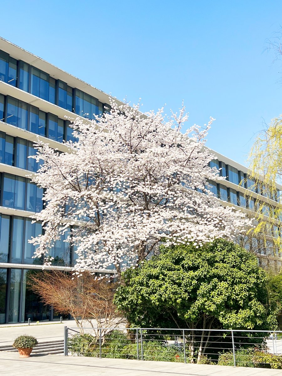 Cherry blossom season is here at our Hangzhou Xixi campus! 🌸 #LifeAtAlibaba