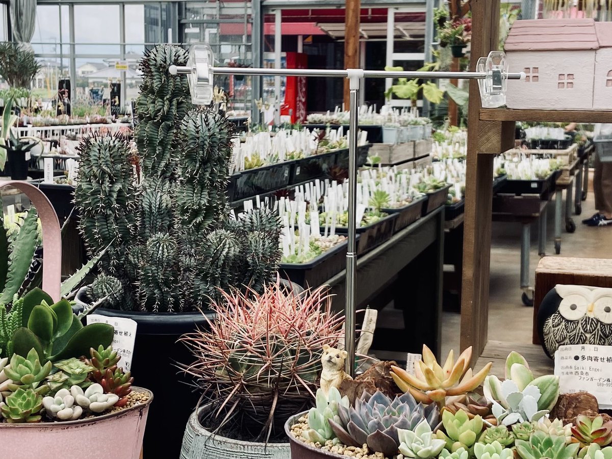 ricefrog's tweet photo. オットは昼からオッペンハイマー観に行ってるが、わたしは...🌵🌵 https://t.co/4IwsnSUR8u
