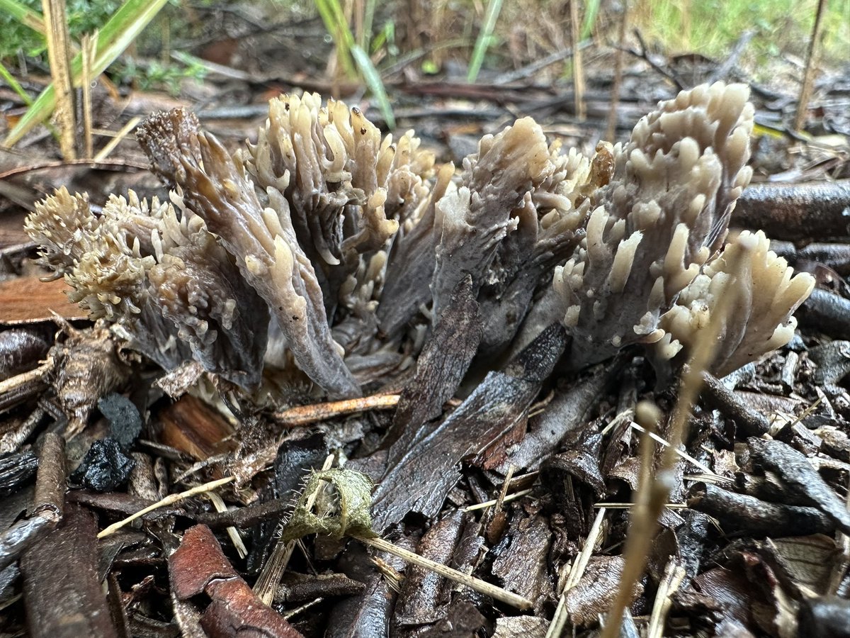 The rain is doing wonders for mushrooms in Toowoomba 🍄 Ramaria sp.