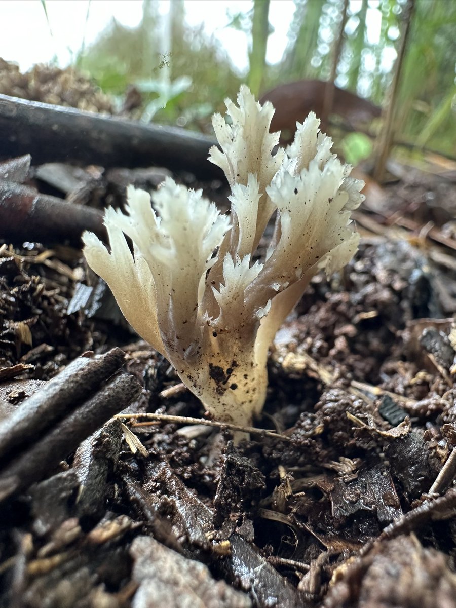 Brooke Raphael tweet media