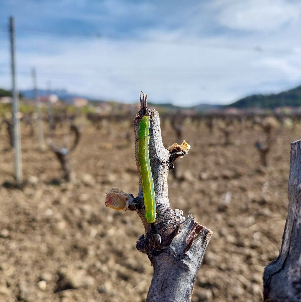 Mariposa traicionera.

#rioja
#riojawine
#riojaalavesa
#vinodemunicipio
#AUNECIDO
#maceracioncarbonica
#RABICANDIL
#produccionintegrada