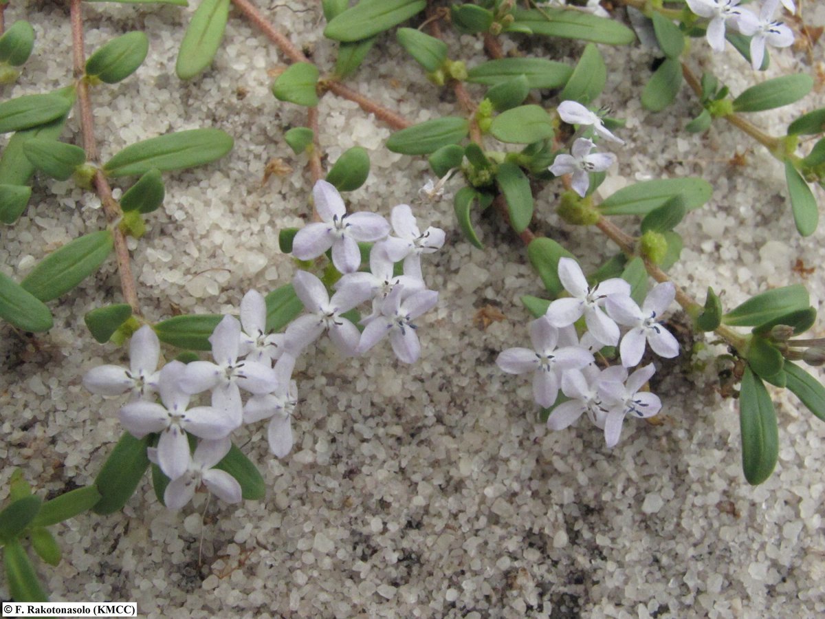 POTD- Gomphocalyx herniarioides (IUCN EN), #Gentianales, #Rubiaceae, is an endemic herb of #Madagascar, recorded in the Antsanitia station, #Boeny_Region, #Accelerated_Taxonomy.