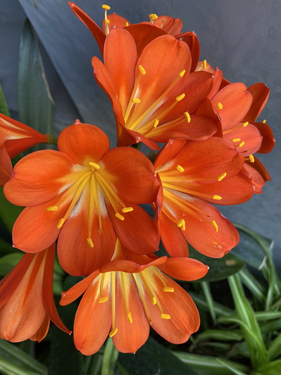 #Clivia Clivia miniata #Lliri Lliri natal