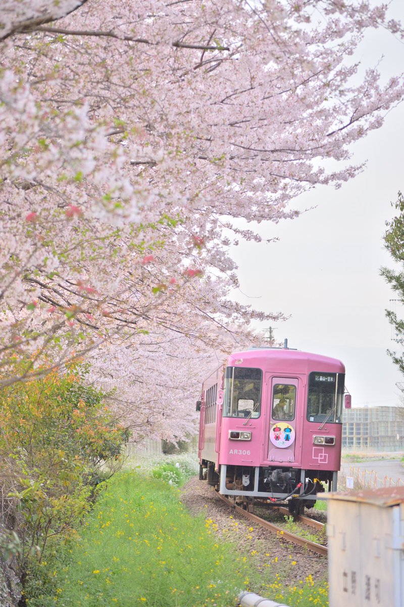 yutaka25252525's tweet photo. みんな大好き、甘鉄の桃鉄🤗
 
撮影日：2024/04/05 06:49
 
甘木鉄道
#立野踏切
#立野駅
#甘木鉄道立野駅
#ar306
#甘鉄
#甘木鉄道
#佐賀県三養基郡基山町
#佐賀県
#佐賀
#基山町
#基山
#基山工業団地
#小郡
#小郡市
#福岡
#福岡県
#サンポー
#サンポー食品
#桜
#さくら
#サクラ
#コトコトとコストコ https://t.co/EUMCaRybP0