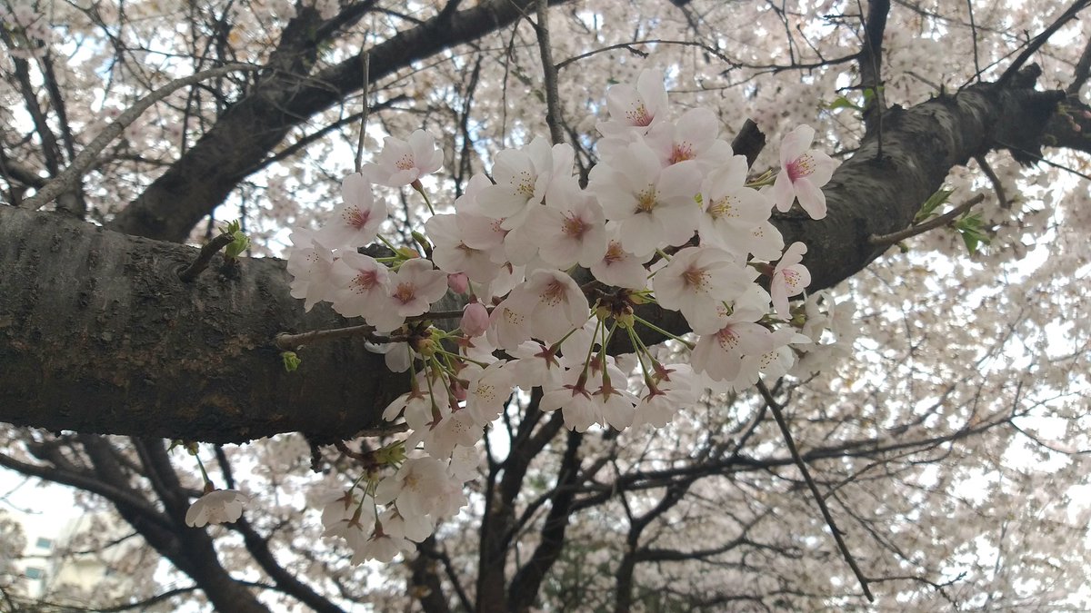 桜がきれい(*´｀*)