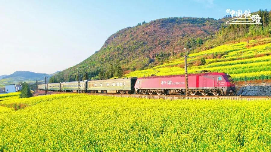 sunsong0909's tweet image. Canola flowers are blooming across the country! Visit Luoping, #Yunnan province, now to witness the earliest blossoms. #TrainTravel #RailwayTime🌻🌻🌻