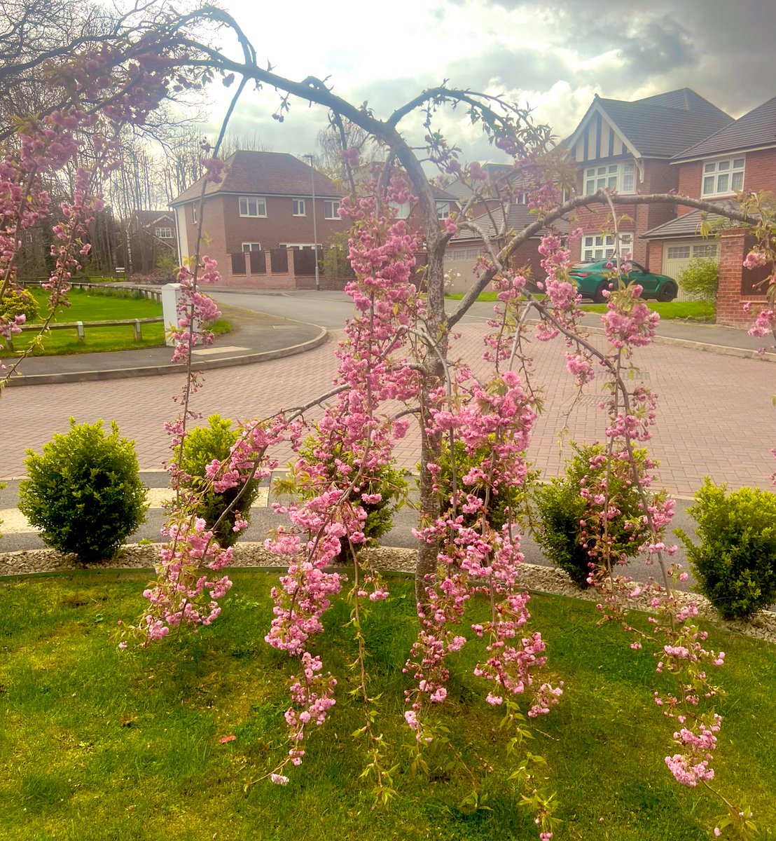 #SpringHasSprung  the blossom on my weeping cherry always marks true spring for me, this one in the front garden is a bit further on than the one in the back garden.