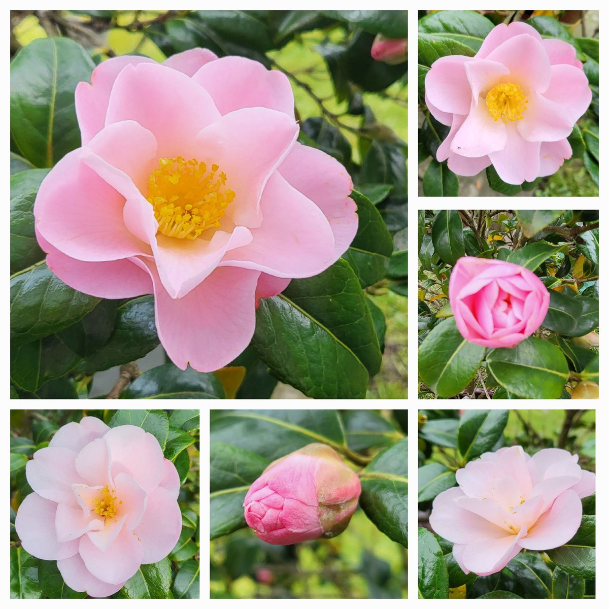 Camellia, Nicky Crisp #FlowersOnFriday #Camellia