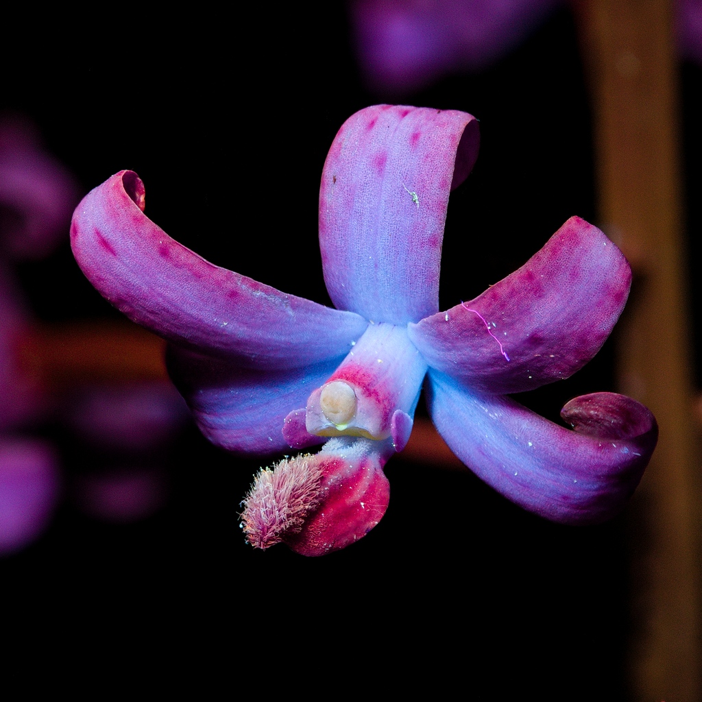 “Hidden World” by Cameron Arden (2023 ESA #PhotoCompetition #BranchingOut shortlist) “Using a process called ultra violet induced visible fluorescence, patterns and other wise minor parts of a flower can be revealed. The image is of Dipodium roseum [...]” #FlowersOnFriday