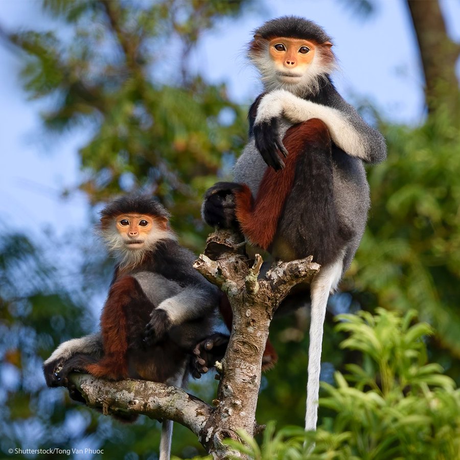 Meet the Douc Langur! 🐒 With their striking red, black, and grey coats, these monkeys captivate the wilderness like no other, mastering the treetops while occasionally exploring the forest floor. 🌳 Join us in safeguarding their habitat: unesco.org/en/biodiversit… via @UNESCO