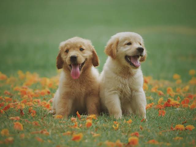 Hey guys, help me how to choose a good and healthy puppy Any good pet stores in #Hyderabad Golden Retriever Shih Tzu Pomeranian Labrador Husky