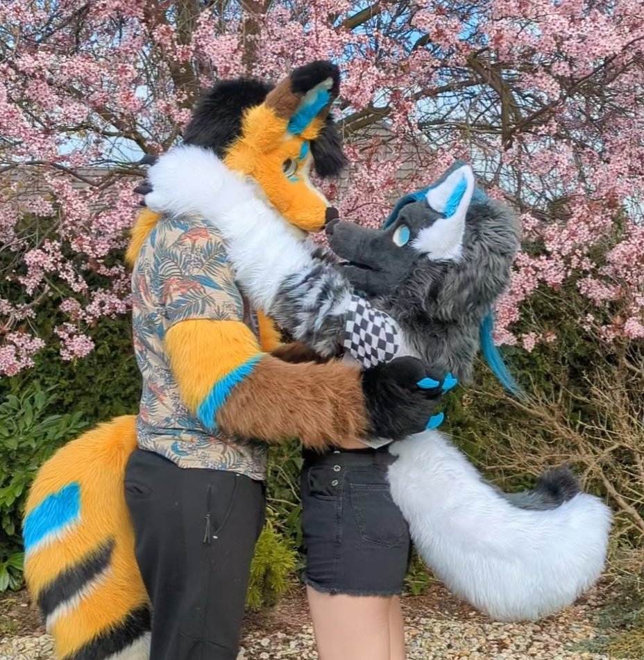 Hug and mlem your sweetie ❤️🦊🐺
Happy #fursuitfriday
📷 | Me and tripod

My sweetie <a href="/Thema_the_hyena/">Thema</a>