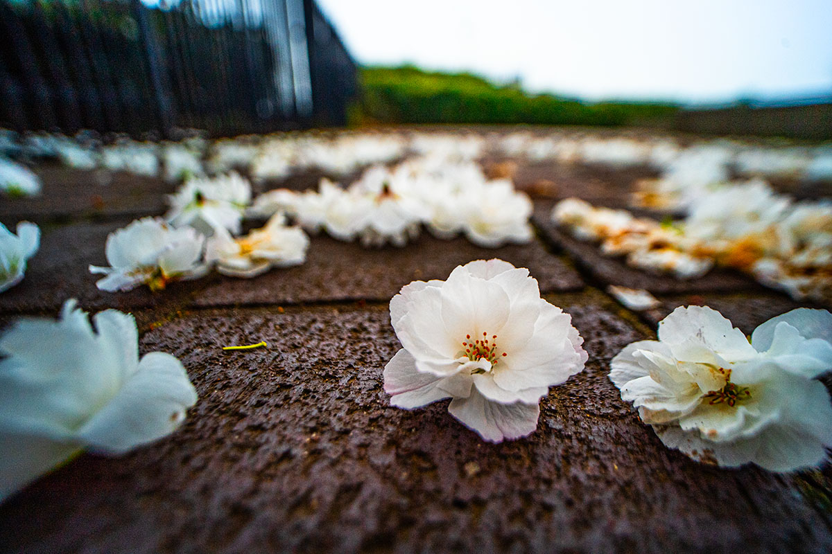 Blossoms on Bricks.  #vancouverisawesome #northvancouver #vancouversnorthshore #canada #bc #blossoms #spirittrail