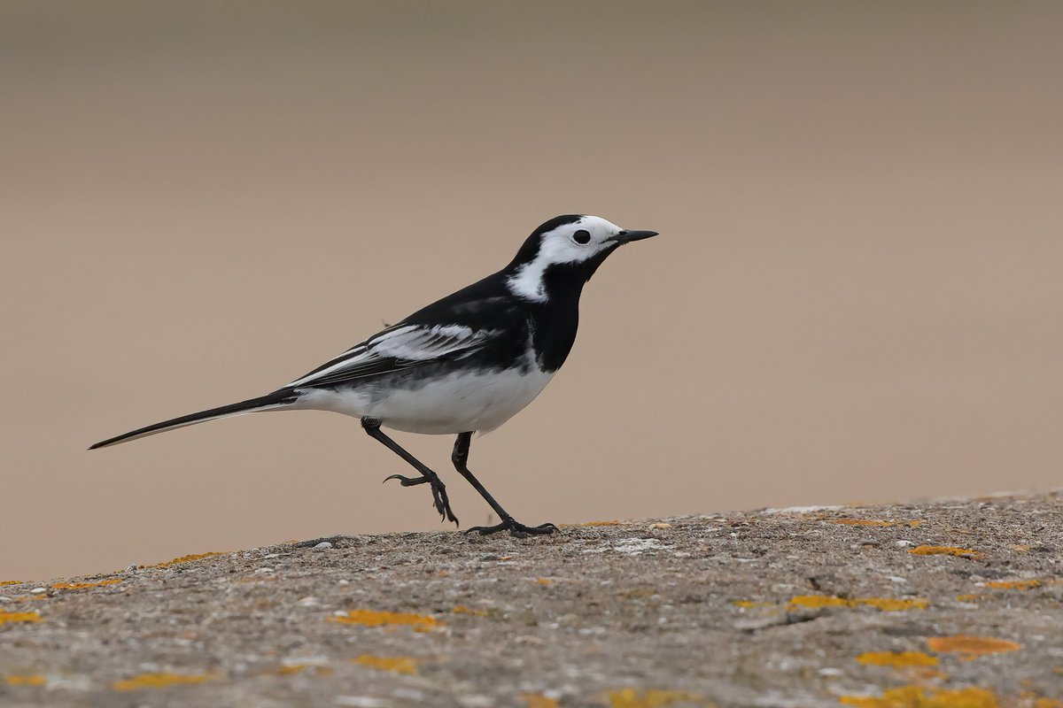 Pied Wagtail #pembreyharbour