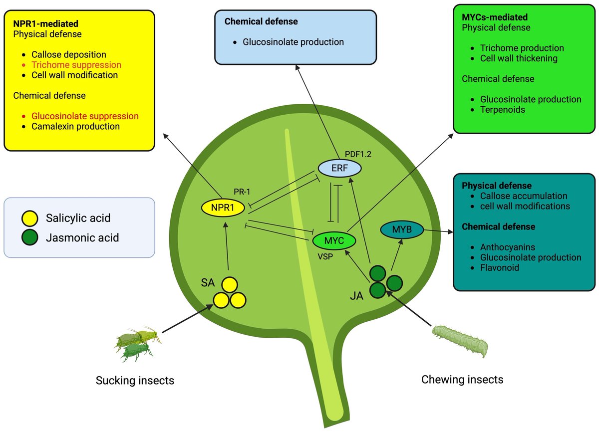 JAMIN ALI (@jamin_ali_ali) on Twitter photo OUT NOW😍: Defense strategies and associated phytohormonal regulation in Brassica plants in response to chewing and sap-sucking insects
Open access link👉doi.org/10.3389/fpls.2…
Thanks to all <a href="/MomoMukarram/">Mohammad Mukarram</a> <a href="/Tarikul_Entom/">Tarikul Islam</a> <a href="/mirentomologist/">Sajad Mir</a> <a href="/FrontPlantSci/">Frontiers - Plant Science</a> OUT NOW😍: Defense strategies and associated phytohormonal regulation in Brassica plants in response to chewing and sap-sucking insects
Open access link👉doi.org/10.3389/fpls.2…
Thanks to all <a href="/MomoMukarram/">Mohammad Mukarram</a> <a href="/Tarikul_Entom/">Tarikul Islam</a> <a href="/mirentomologist/">Sajad Mir</a> <a href="/FrontPlantSci/">Frontiers - Plant Science</a>