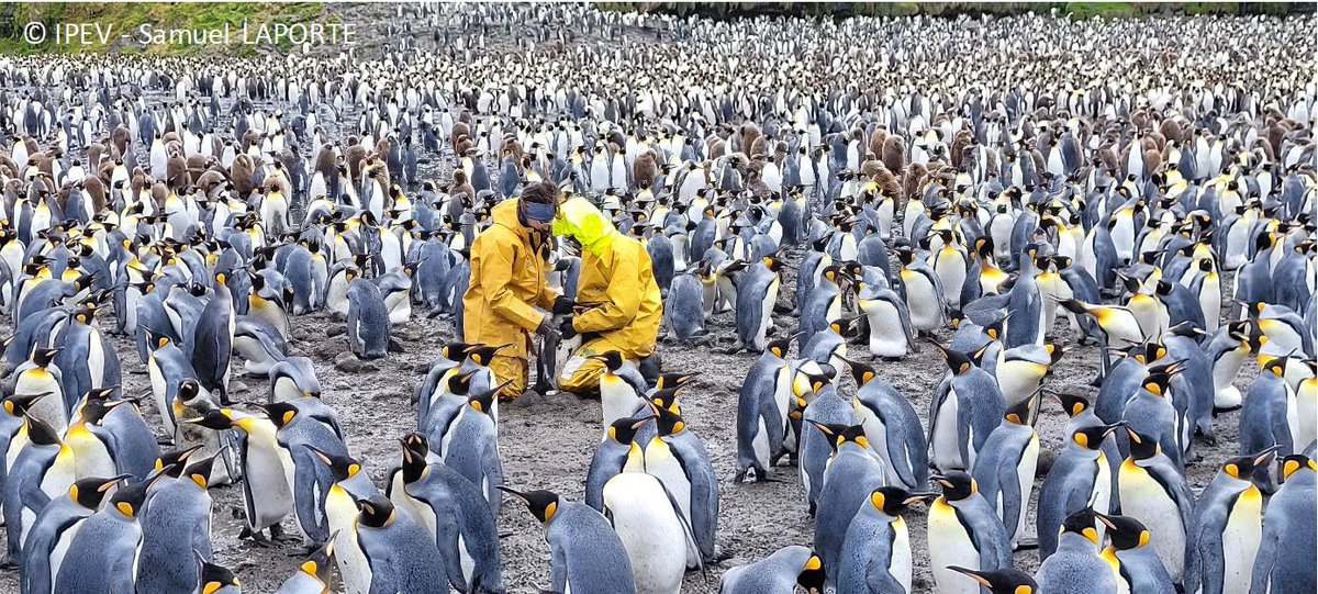 Econergy1's tweet photo. The PI of the project has not been good at getting updates of the field season online, so now that the busy summer season is over, time to catch up!
The team in the field ensured the detailed monitoring of 48 breeding pairs and their chicks as part of a long-term observatory! https://t.co/A2qOFveQhy