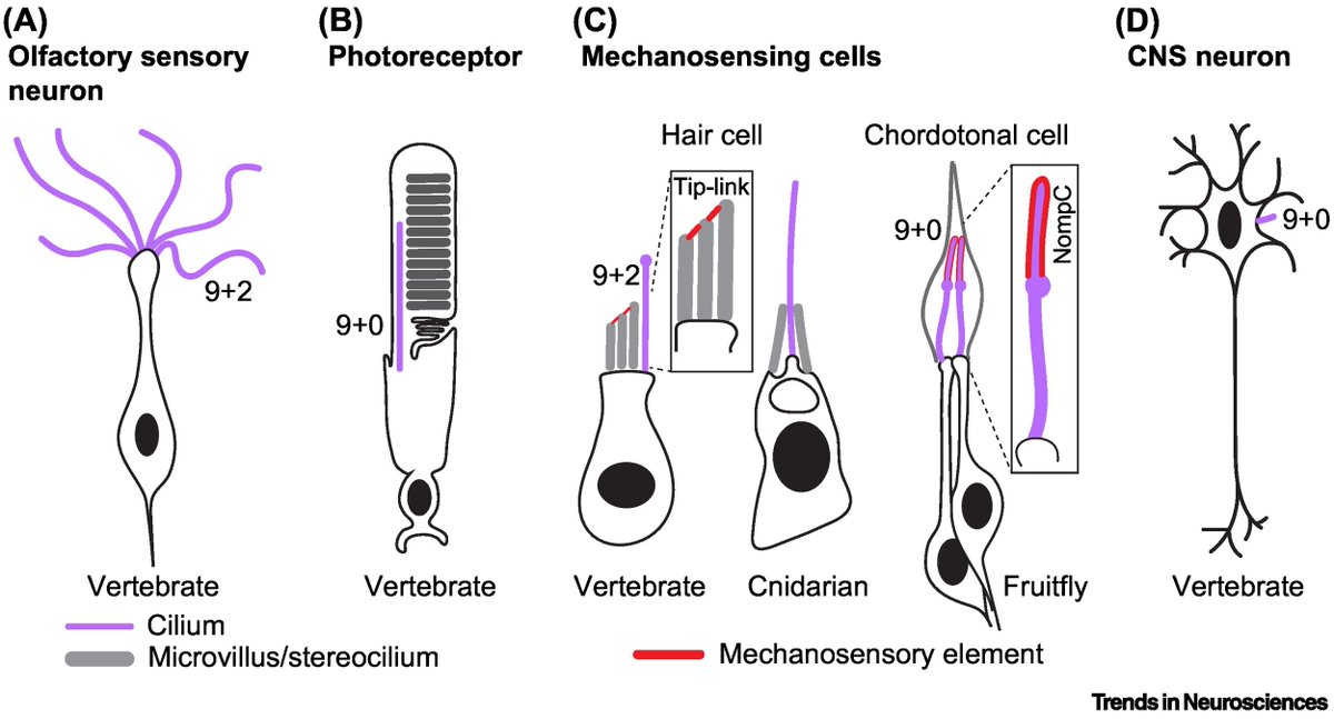 #Review alert! Thrilled to share our new review in Trends in Neuroscience on #cilia in neurons where we dive into cilia diversity and signaling in the sensory and central nervous system. sciencedirect.com/science/articl…