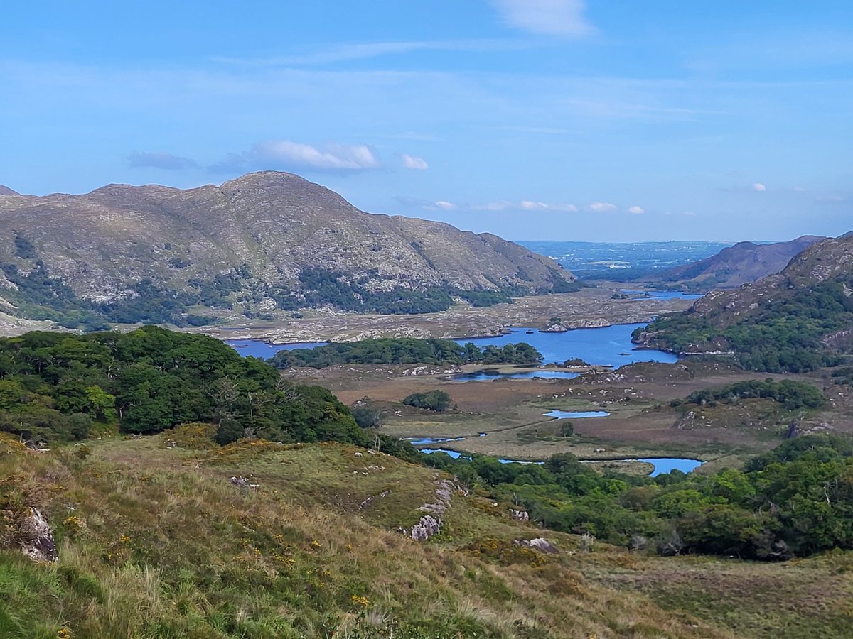 IrishRainforest's tweet image. Killarney NP: Ireland's largest ancient rainforest, and an international treasure.

But for over 50 years, the *Irish state* has allowed it to die from severe overgrazing.

And it's looking like this government will see out its term having done NOTHING obvious to change that.