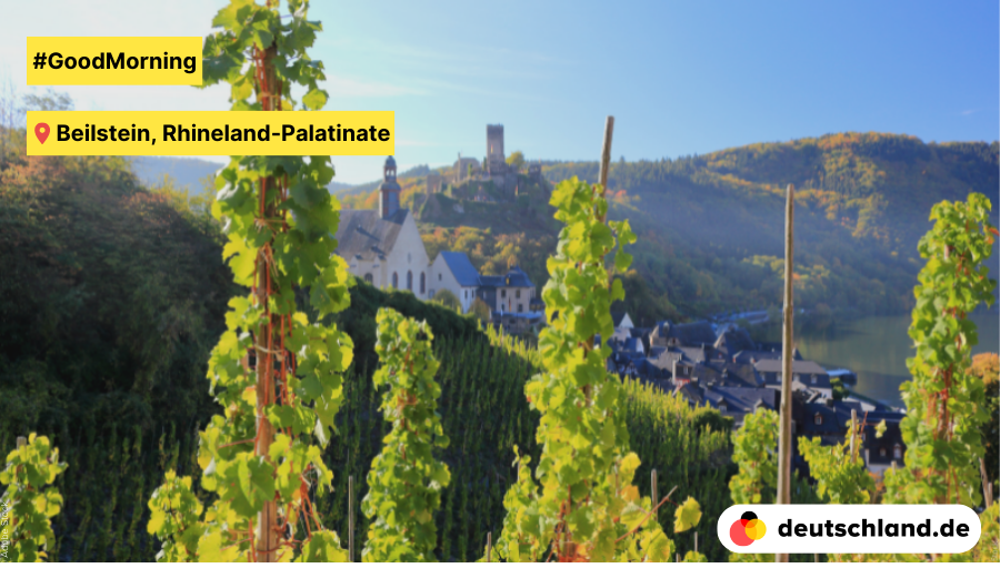 🌅 #GoodMorning from #Beilstein in Rhineland-Palatinate. The small village on the #Moselle offers a picturesque backdrop and enchanting vineyards reminiscent of a #fairytale, and is therefore also called the 'Sleeping Beauty of the Moselle'.🌹 #PictureOfTheDay #nature