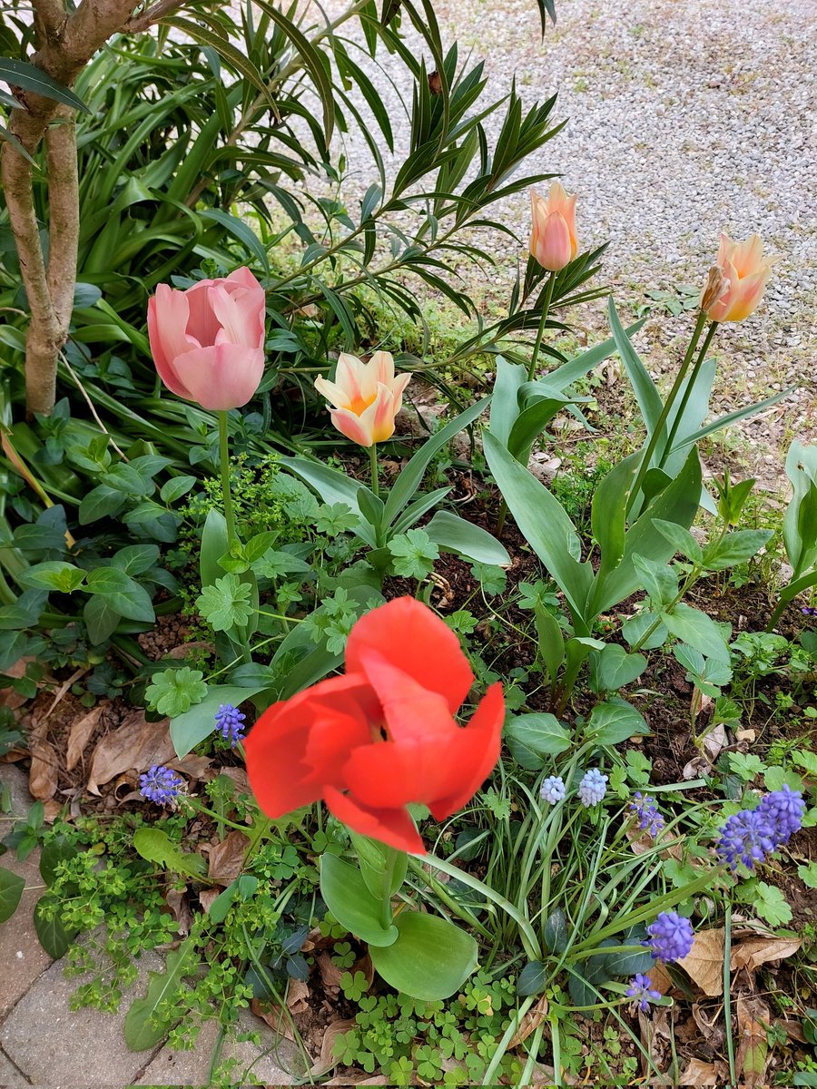 Happy #FlowersOnFriday #garden #mygarden #GardeningTwitter #GardeningX #flowerphotography 🌿🪻🌿🌷🌿🪻🌿🌷🌿🪻🌿