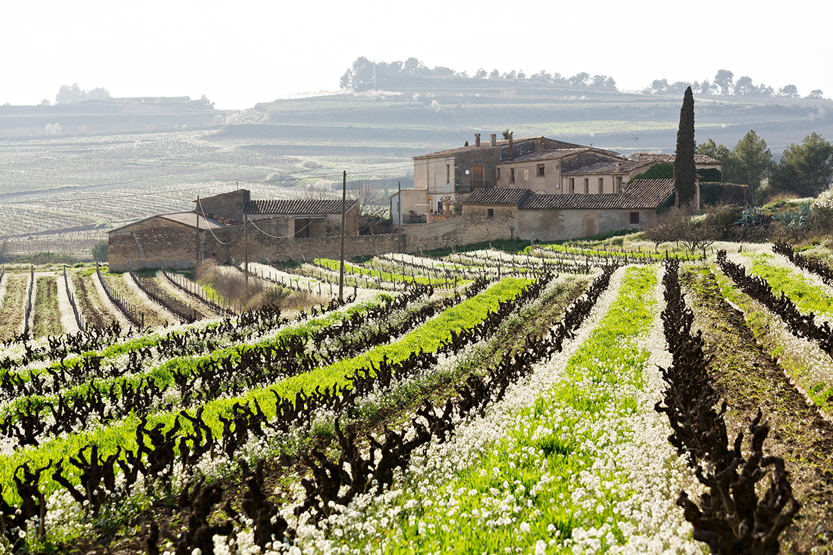 👉 DONES CELLERISTES: LA REVOLUCIÓ VINÍCOLA DEL TERRITORI. 🎙️ Maite Esteve: 'Si el viticultor no es guanya la vida, tota la resta no té sentit' @VinselCep 
cupatges.cat/noticia/8586/m…