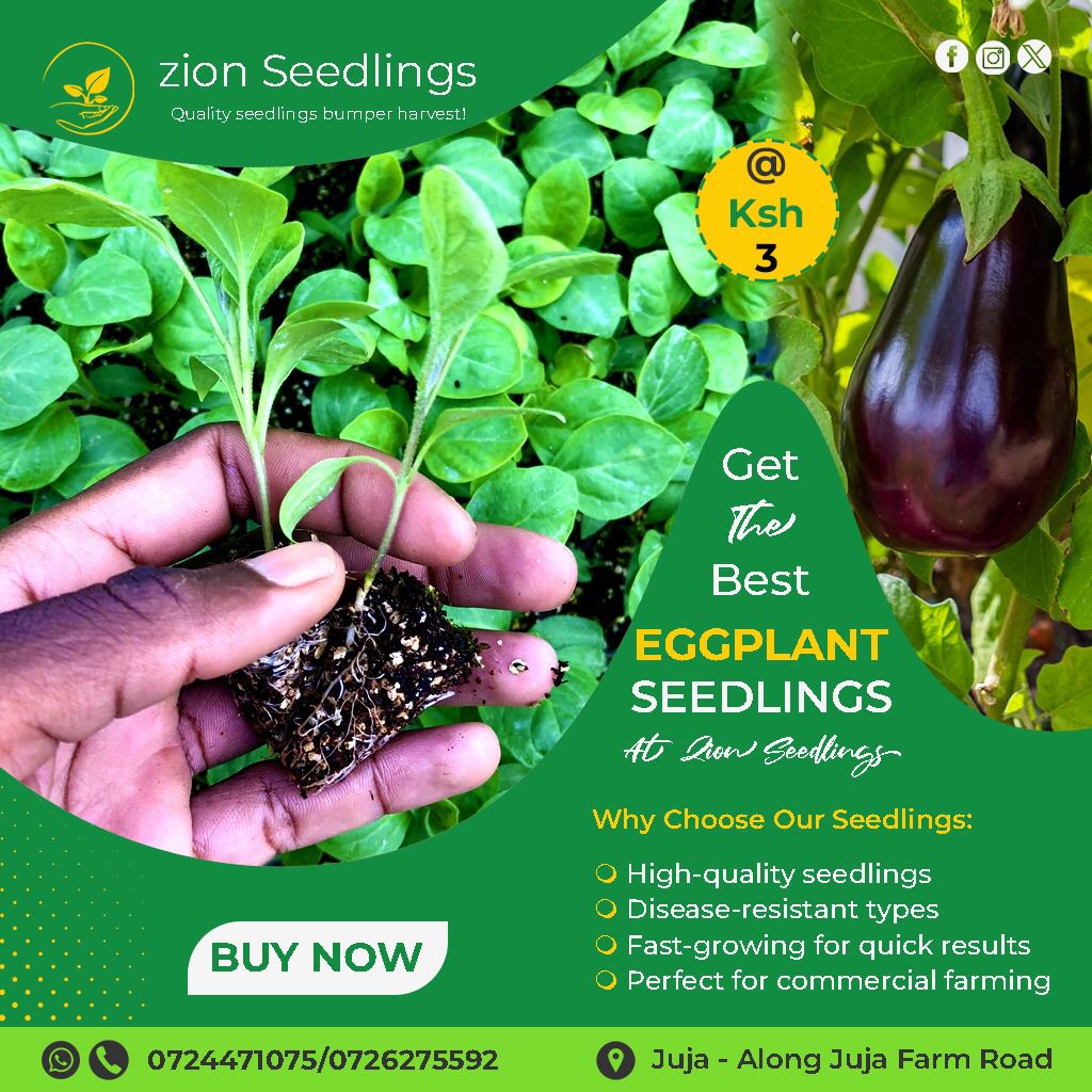 Zionseedlings tweet picture