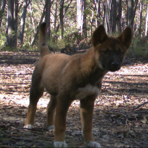 Another #dingo pup makes it's #cameratrap debut