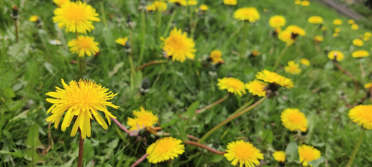 Happy #NationalDandelionDay! Cheerful, nutritious and a great nectar source 🐝 Dandelions are welcome in my garden! 👍☀️
