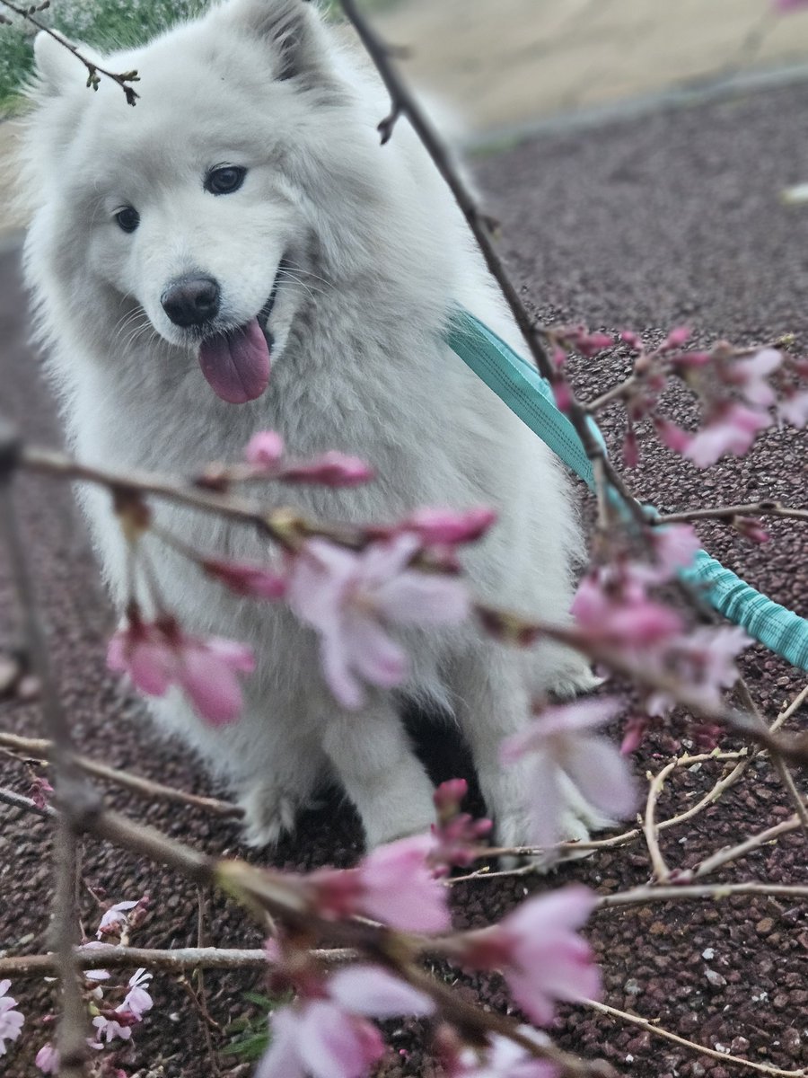 桜、キレイだね！
