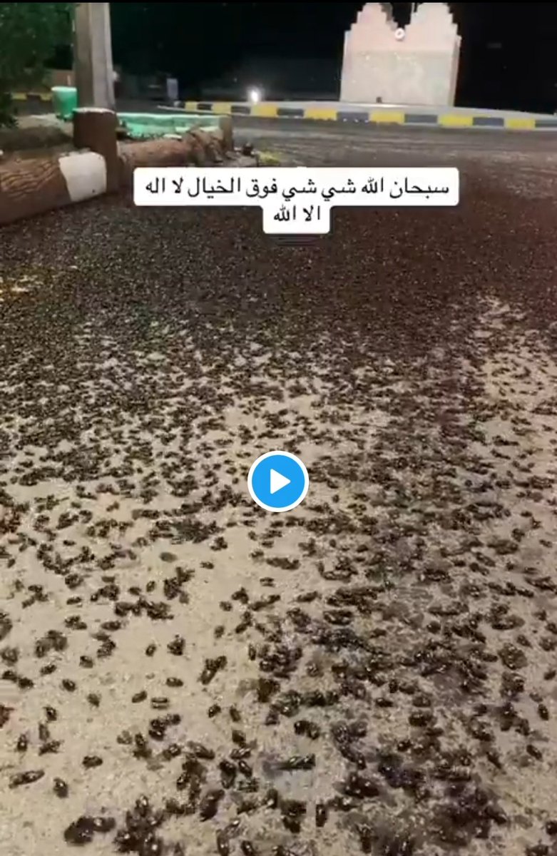 Muhammad Assaewad tweet media