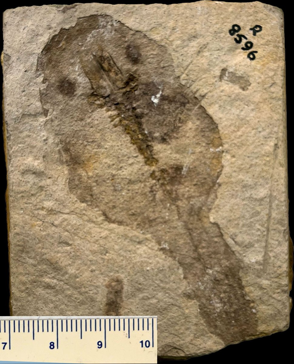 #FossilFriday Tadpoles are not the most obvious candidates for fossilization, making this Cenozoic fossil of a large tadpole from Turkey particularly remarkable.