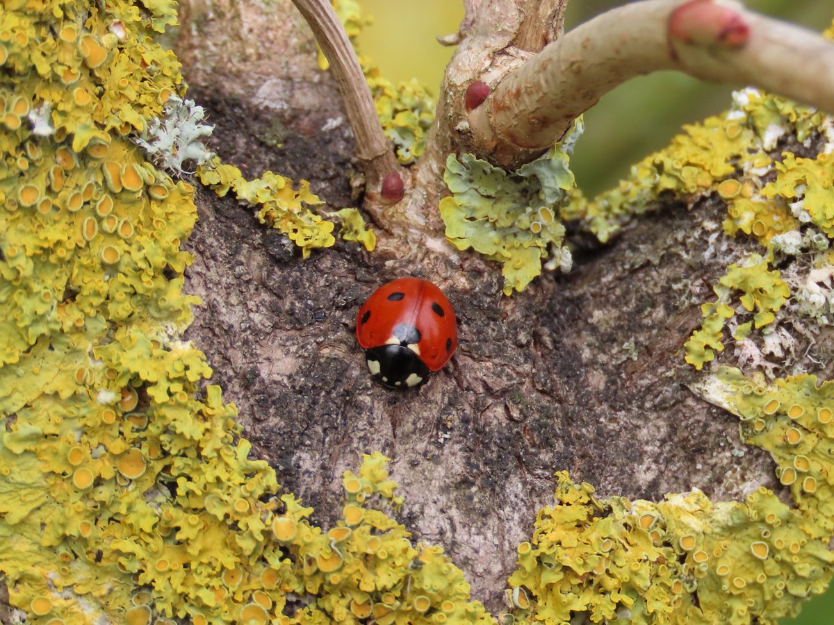 📌 Burgh Castle, Norfolk, England, UK Seven-spot Ladybirds (Coccinella septempunctata) can release blood (hemolymph) from their joints acting as a defence mechanism. #SevenspotLadybird #insects #wildlife #wildlifephotography #nature #NaturePhotography #Norfolk #England #UK