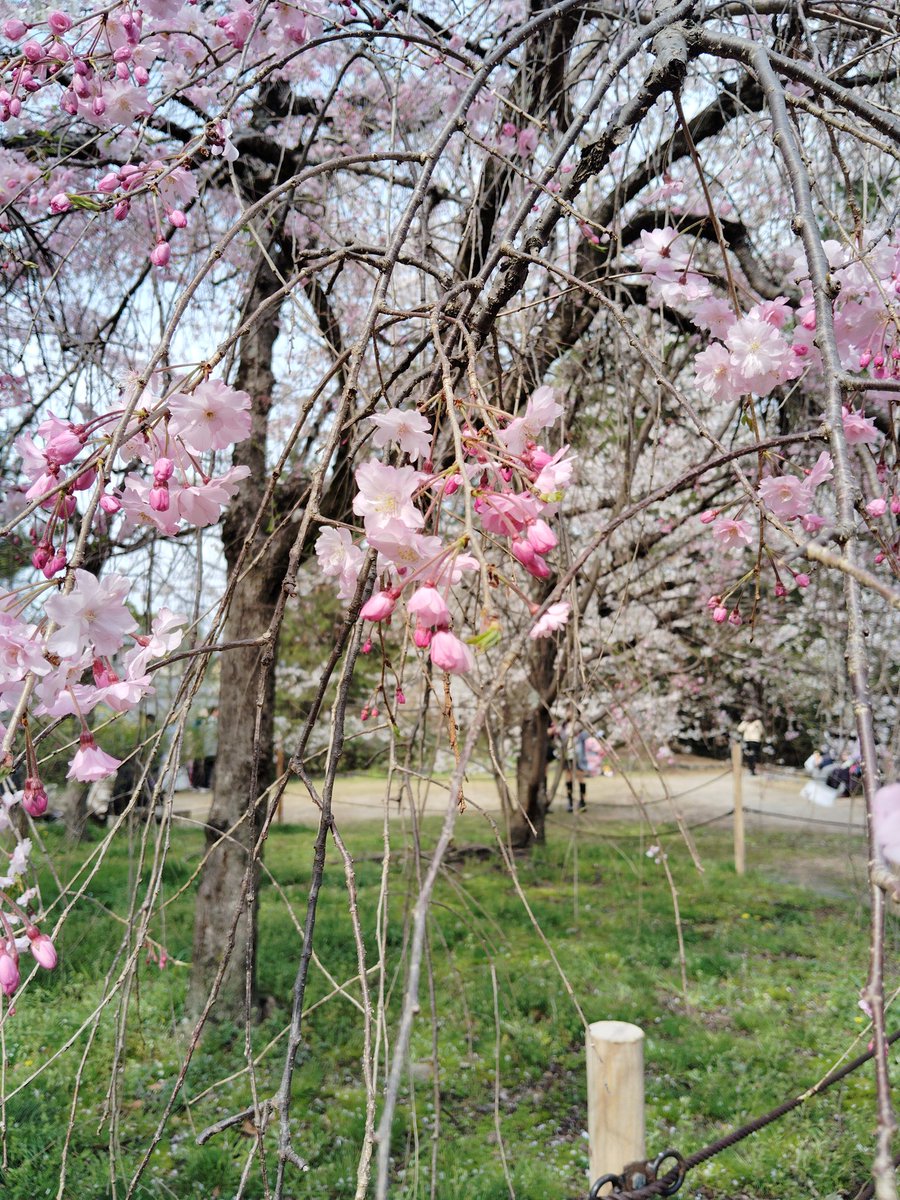 八坂神社桜綺麗🌸 外国人多すぎ😱 日本人より多いやろ🫠 #八坂神社 #円山公園