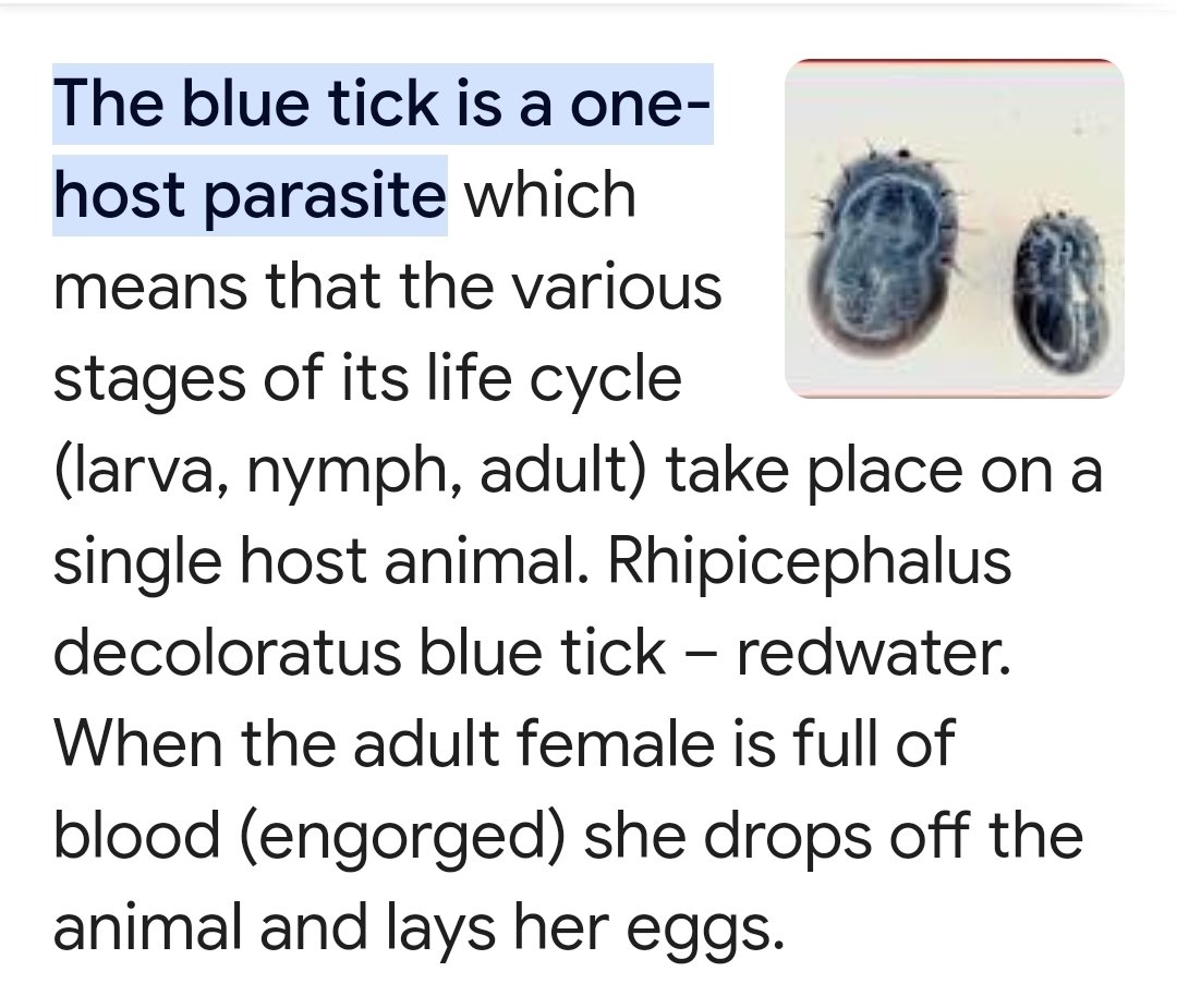 @GeorgeMonbiot Actually George, are you sure which blue tick it is? I just checked (😬) and Rhipicephalus (Boophilus) spp, this grotesque, bloated, blue tick blood sucker lives its whole life cycle gorging on its host until dropping off to lay eggs