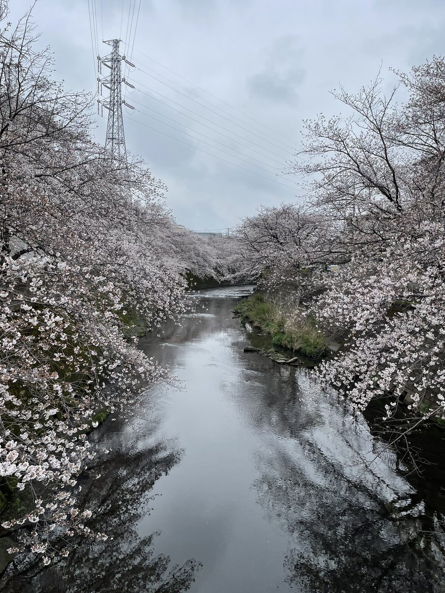 今日は夜勤明けに
桜を見に行ってきました！

町田市の恩田川という所です

癒されました😌

#恩田川
#桜
#スマホ写真