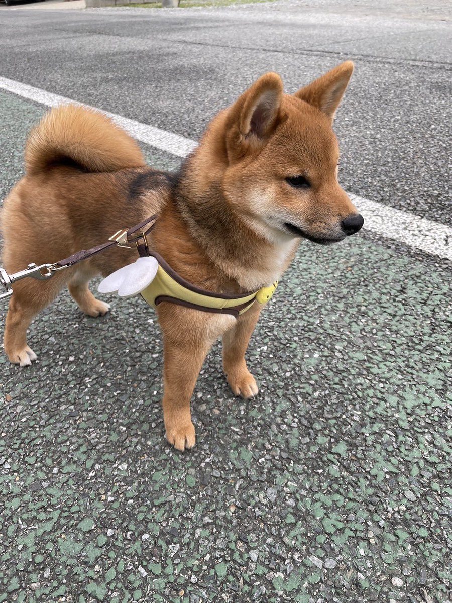 目の前にそろそろ飛びそうな葉っぱがある🌱

 #柴犬 #柴犬むぎ  #柴犬がいる暮らし  #柴犬との暮らし  #柴犬のいる暮らし  #子犬
  #柴犬を崇めよ