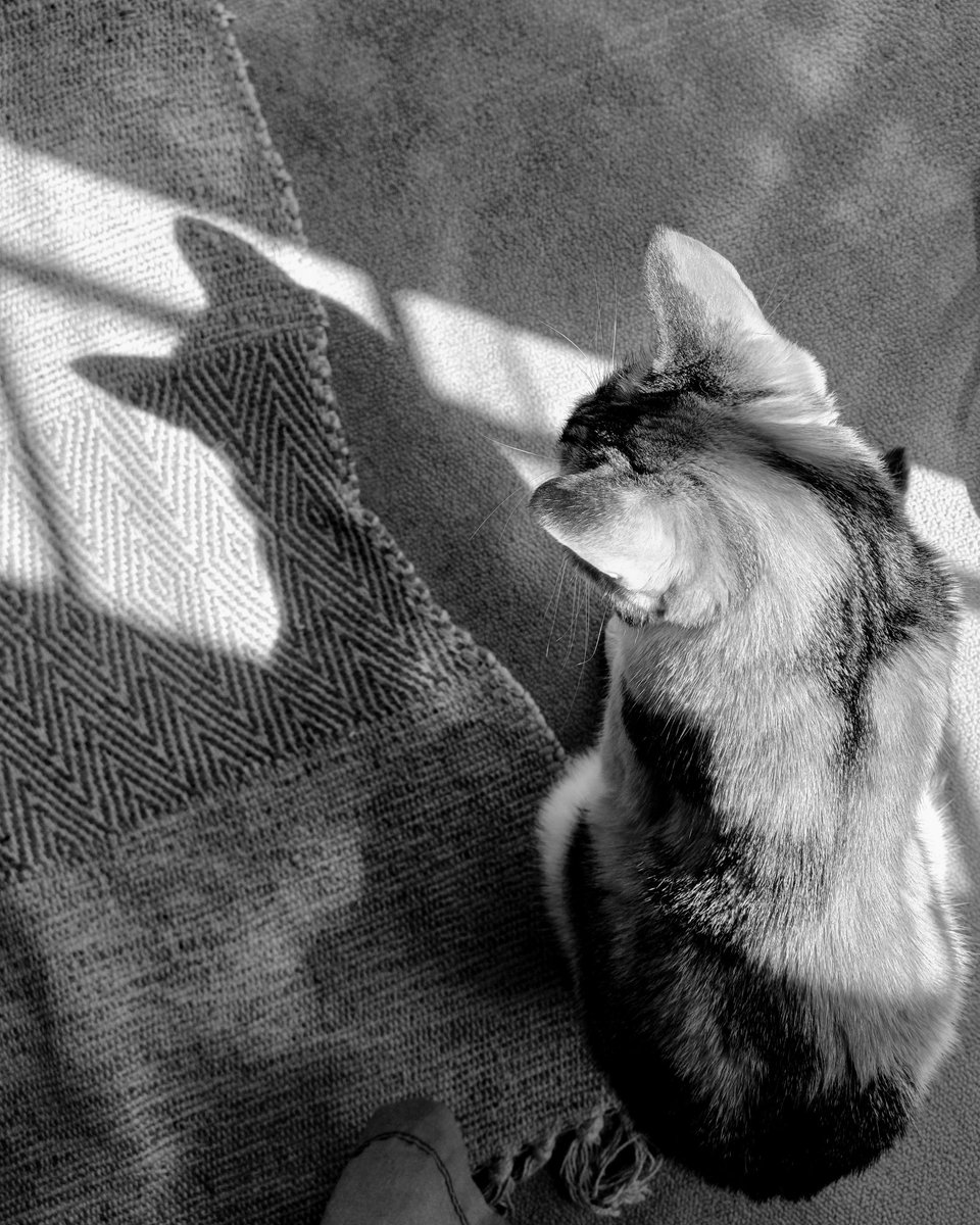 Keeping an eye on the shadow cat 🐈 

#shadowcat #catsnoirfriday #catsinblackandwhite #catlife #catsunsunbeams 

instagram.com/p/C5X9x5fISNn/
