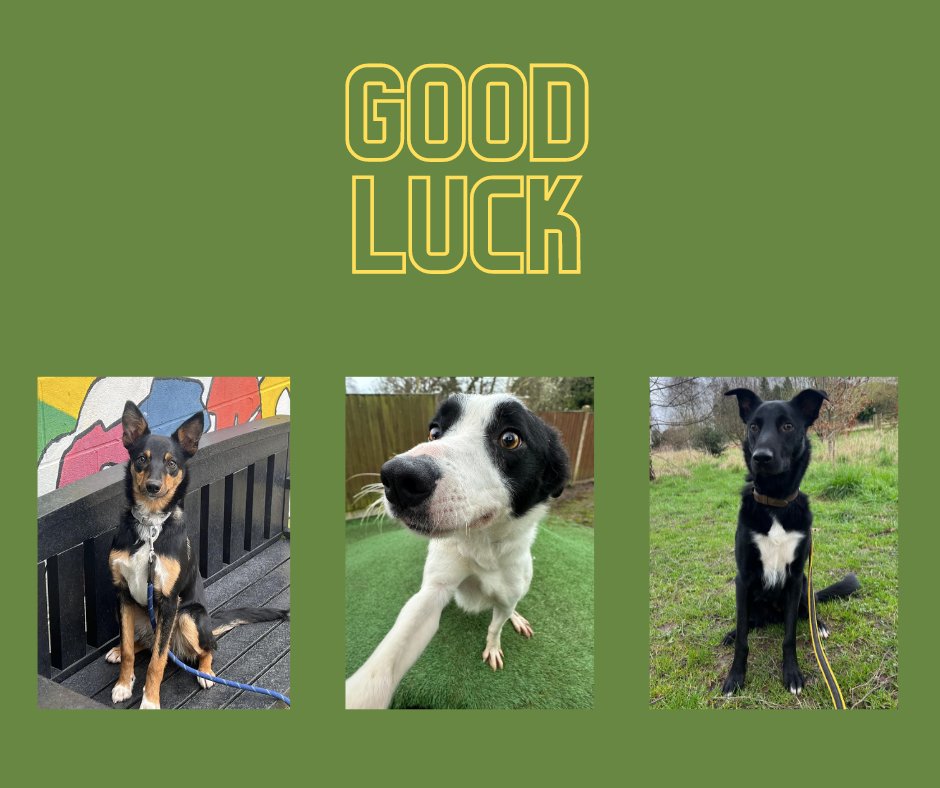 Good luck to our recently departed guests, Manon, Dave & Cleo. Their rooms are already taken with so many collies needing homes. Don't forget our website is always up to date with details bordercollietrustgb.org.uk/rehoming