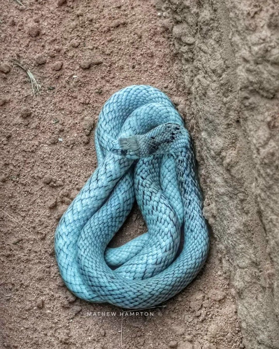 Look what an #Australian snake catcher, caught! This magnificent animal is a Strap Snouted Brown Snake & he’s venomous. Usually found in S.A., N.S.W., VIC & QLD. No, i dont know why some brown snakes are blue. #AustralianHumour? 😝