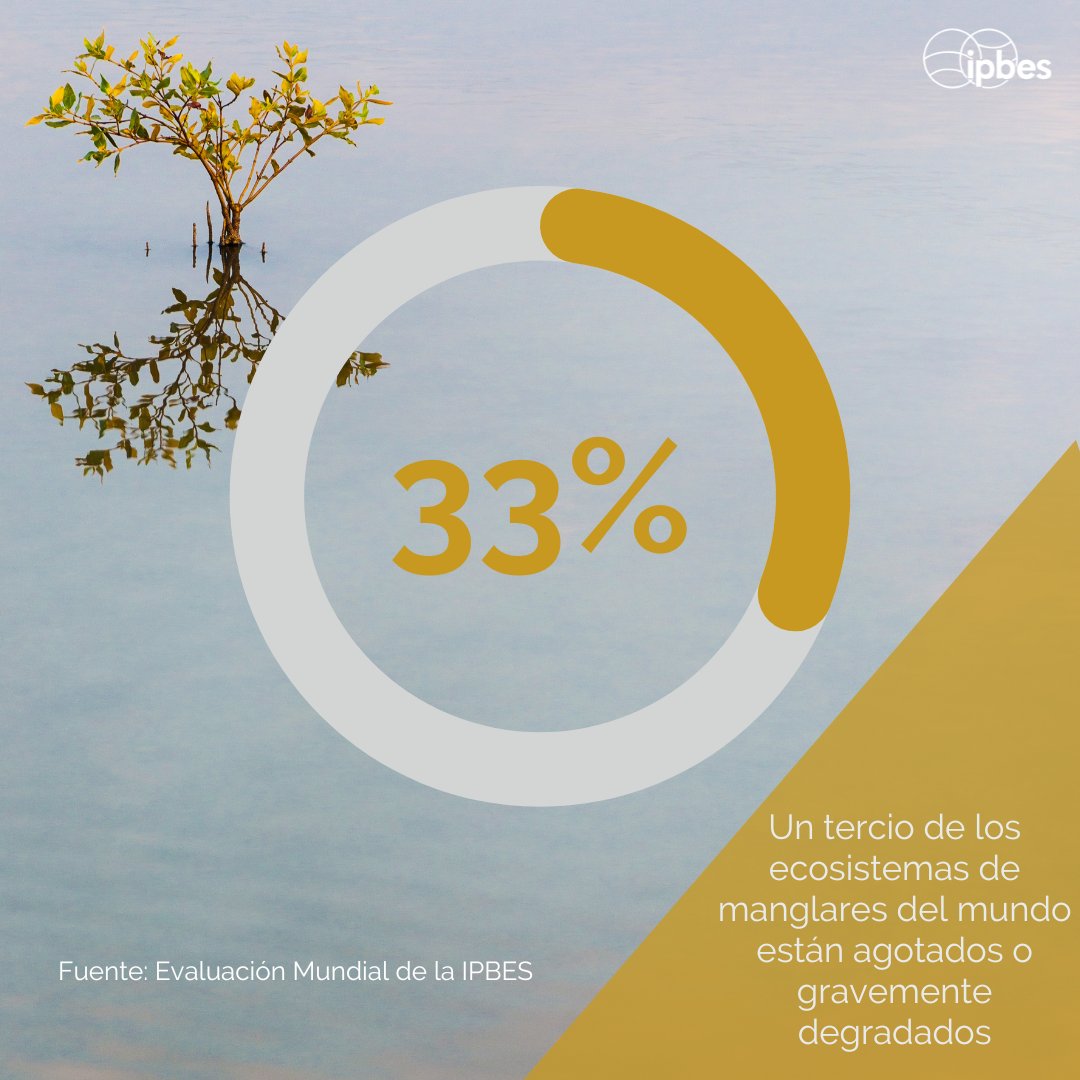 ¿Sabías que el 33% de los ecosistemas mundiales de manglares se encuentran en un estado de agotamiento o degradación severa?🤔 - @IPBES #EvaluaciónMundial Esta cifra subraya la importancia crítica de salvaguardar los manglares para la biodiversidad & resiliencia costera. 🌎💧